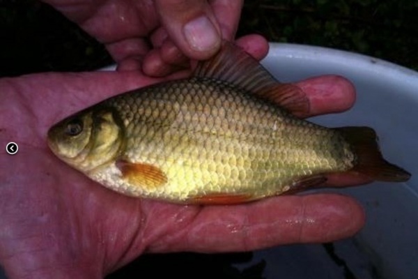 Hinx Hill - Fish