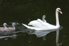 River Medway - Scenic